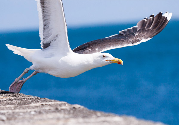 photo touristique morbihan